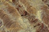 Polished Stromatolite (Jurusania) From Russia - Million Years #362938-1
